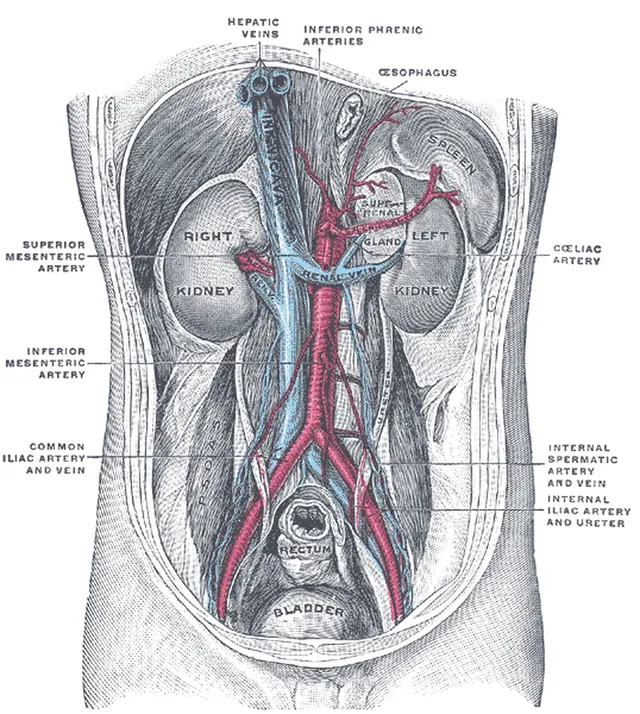 Ilustrasi Gray's Anatomy tentang dinding perut bagian belakang yang menunjukkan ginjal, aorta, vena kava, vena renalis, dan arteri mesenterika superior