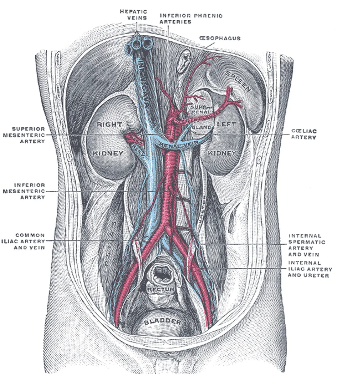 Gray's Anatomy plate of the back abdominal wall showing kidneys, aorta, vena cava, renal vein and superior mesenteric artery