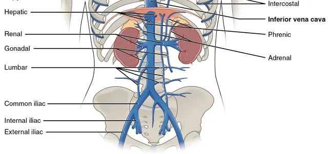 Diagram berlabel vena perut dan panggul: vena kava inferior, vena renalis, vena gonad, dan vena iliaka